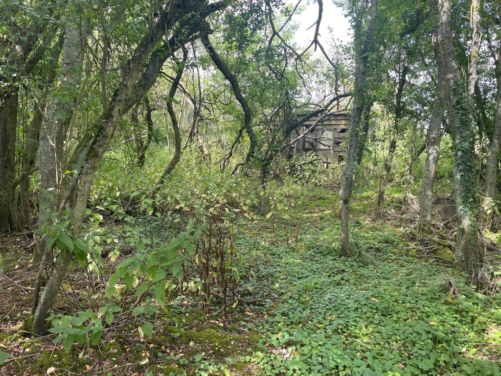 Lot: 152 - APPROX 0.5 ACRES OF FREEHOLD LAND - Overgrown land with derelict wooden shed